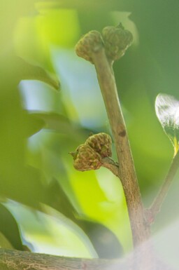 Quercus imbricaria hoogstam 18/20