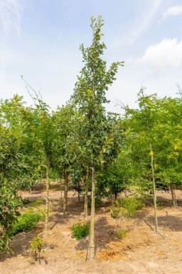 Quercus macrocarpa hoogstam 12/14