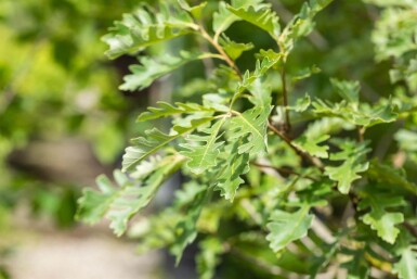Quercus macrocarpa hoogstam 12/14