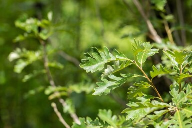 Quercus macrocarpa hoogstam 12/14