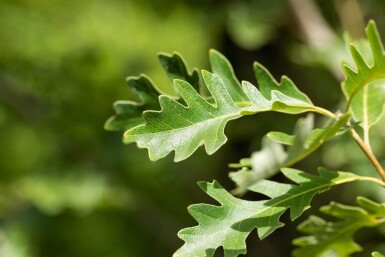 Quercus macrocarpa hoogstam 12/14