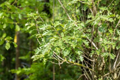 Quercus macrocarpa hoogstam 12/14