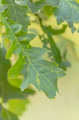 Quercus macrocarpa hoogstam 12/14