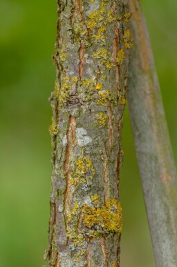 Quercus macrocarpa hoogstam 12/14