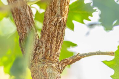 Quercus macrocarpa hoogstam 12/14