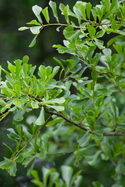 Quercus nigra hoogstam 14/16