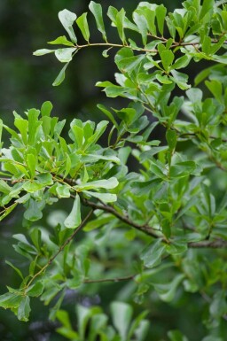 Quercus nigra hoogstam 14/16