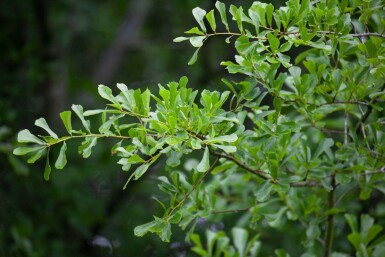 Quercus nigra hoogstam 14/16