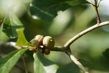 Quercus nigra hoogstam 14/16