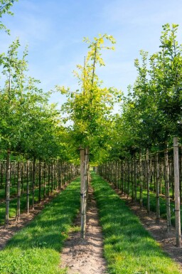 Quercus palustris hoogstam 14/16