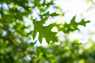 Quercus palustris hoogstam 14/16