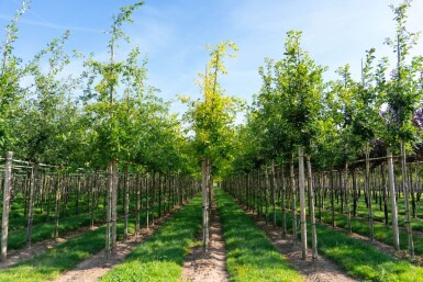 Quercus palustris hoogstam 14/16