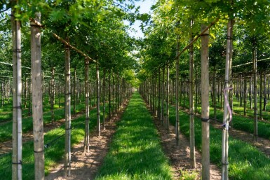 Quercus palustris hoogstam 14/16