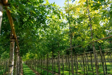 Quercus palustris hoogstam 14/16