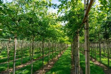 Quercus palustris hoogstam 14/16