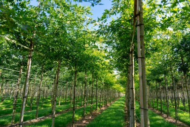 Quercus palustris hoogstam 14/16