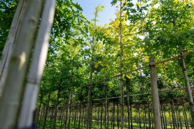 Quercus palustris hoogstam 14/16