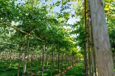 Quercus palustris hoogstam 14/16