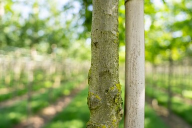 Quercus palustris hoogstam 14/16