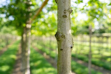 Quercus palustris hoogstam 14/16
