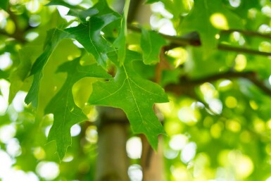 Quercus palustris meerstammig 250-300