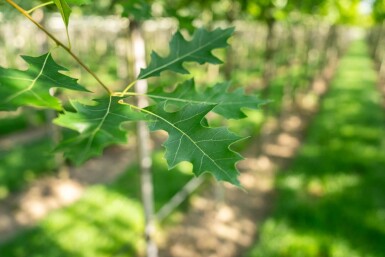 Quercus palustris meerstammig 250-300