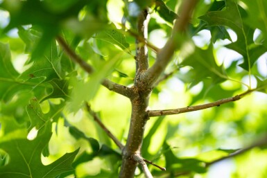 Quercus palustris meerstammig 250-300