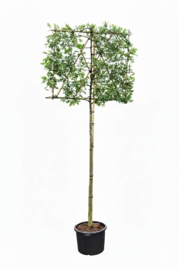 Quercus palustris leiboom