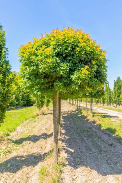 Quercus palustris 'Green Dwarf' hoogstam 12/14 225cm stam