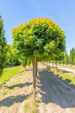 Quercus palustris 'Green Dwarf' hoogstam 12/14 225cm stam