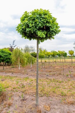 Quercus palustris 'Green Dwarf' hoogstam 12/14 225cm stam