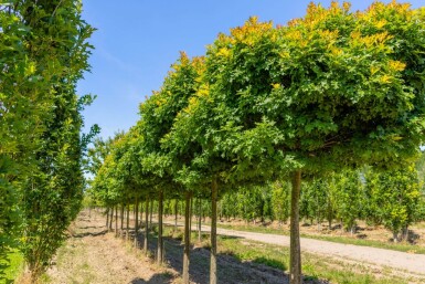 Quercus palustris 'Green Dwarf' hoogstam 12/14 225cm stam
