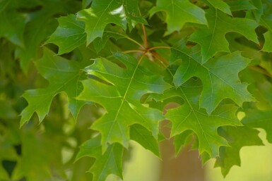 Quercus palustris 'Green Dwarf' hoogstam 12/14 225cm stam