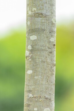 Quercus palustris 'Green Dwarf' hoogstam 12/14 225cm stam