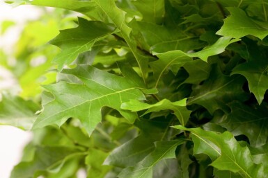 Quercus palustris 'Green Dwarf' hoogstam 12/14 225cm stam