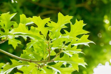 Quercus palustris 'Green Dwarf' hoogstam 12/14 225cm stam