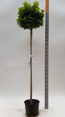 Quercus palustris 'Green Dwarf' bolvorm