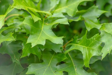 Quercus palustris 'Green Dwarf' bolvorm