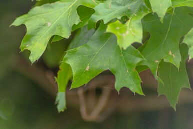 Quercus palustris 'Green Dwarf' bolvorm 4/6 180cm stam