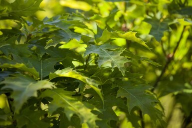 Quercus palustris 'Green Dwarf' bolvorm 4/6 180cm stam
