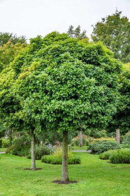 Quercus palustris 'Green Dwarf' bolvorm 4/6 180cm stam
