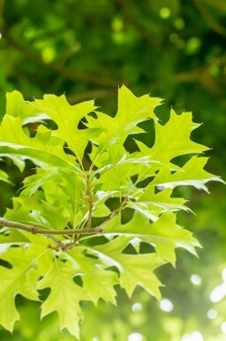 Quercus palustris 'Green Dwarf' bolvorm 4/6 180cm stam