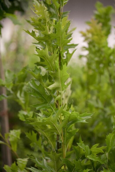 Quercus palustris 'Green Pillar' hoogstam 4/6 (spil)