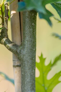 Quercus palustris 'Green Pillar' hoogstam 4/6 (spil)