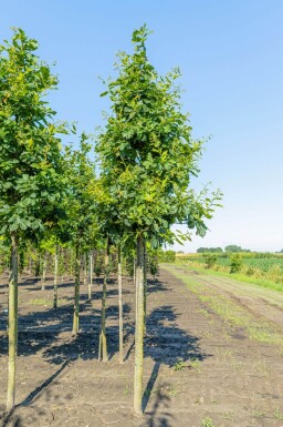 Quercus petraea hoogstam 14/16