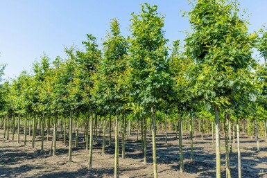 Quercus petraea hoogstam 14/16
