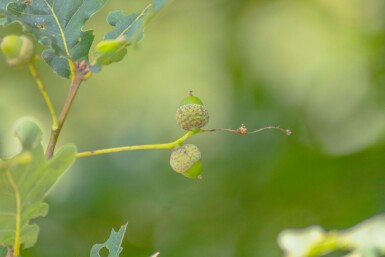 Quercus petraea hoogstam 14/16