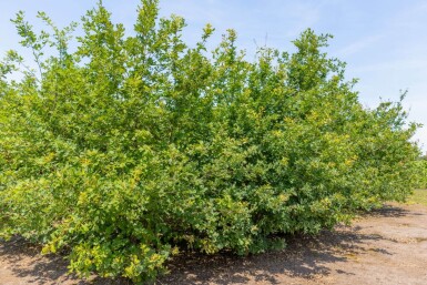 Quercus petraea meerstammig