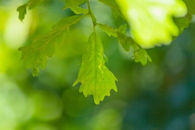 Quercus petraea meerstammig