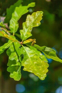 Quercus petraea meerstammig